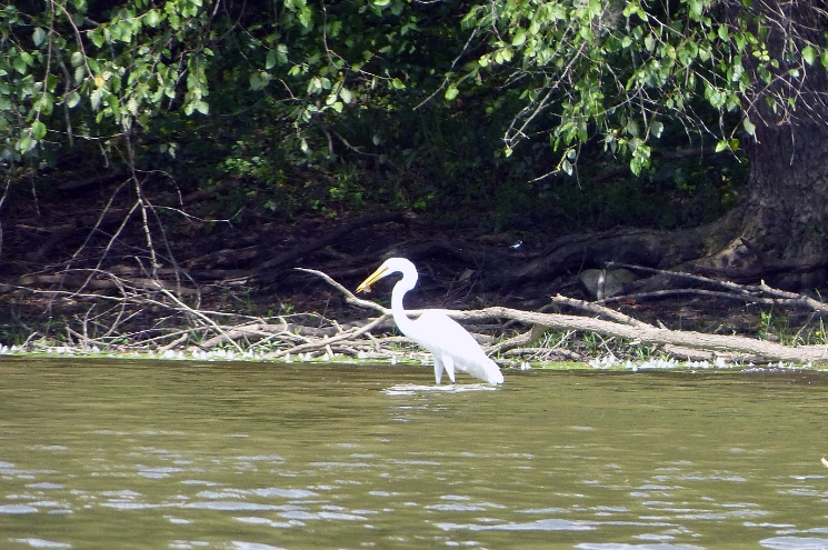 Egret eating fish